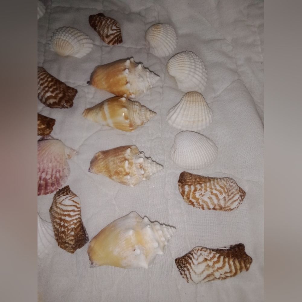 Sea Shells Mini Conchs Crafting Lot of 34 - Picture 5 of 6